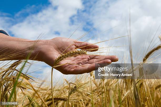 close up of hand in tall grass - barley stock-fotos und bilder