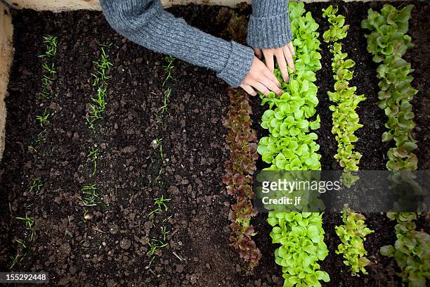 teenage girl planting seedlings - lettuce ストックフォトと画像
