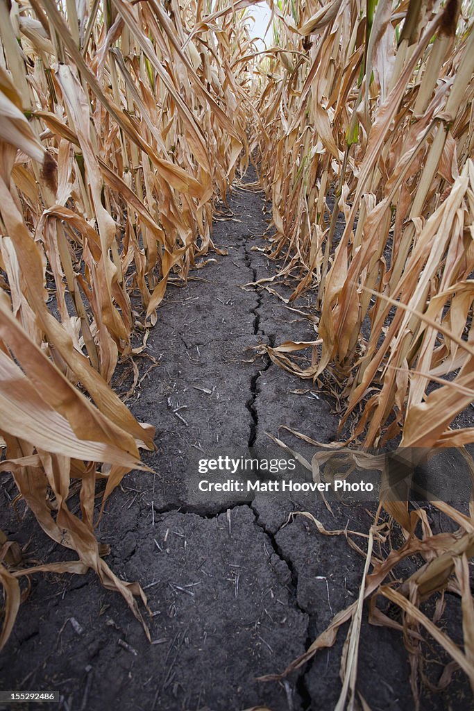 Crack in dry corn field