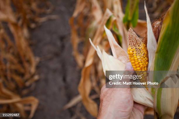 One Corn Stack One Corn Stalk Photos and Premium High Res Pictures - Getty Images