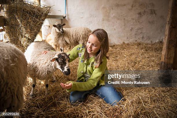 portrait of girl feeding sheep on farm - kids farm stock pictures, royalty-free photos & images