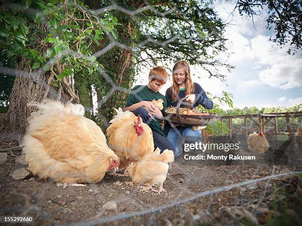 two children collecting eggs with hens and chicks on farm, view through metal mesh fence - hen and chicks stock-fotos und bilder
