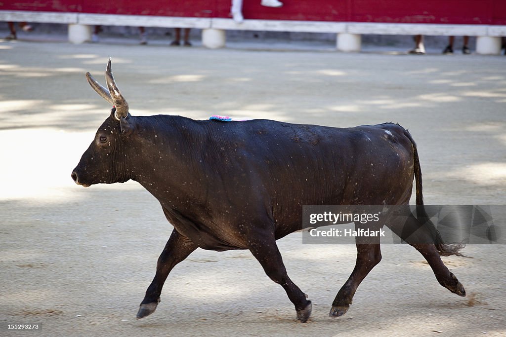 A bull in an arena