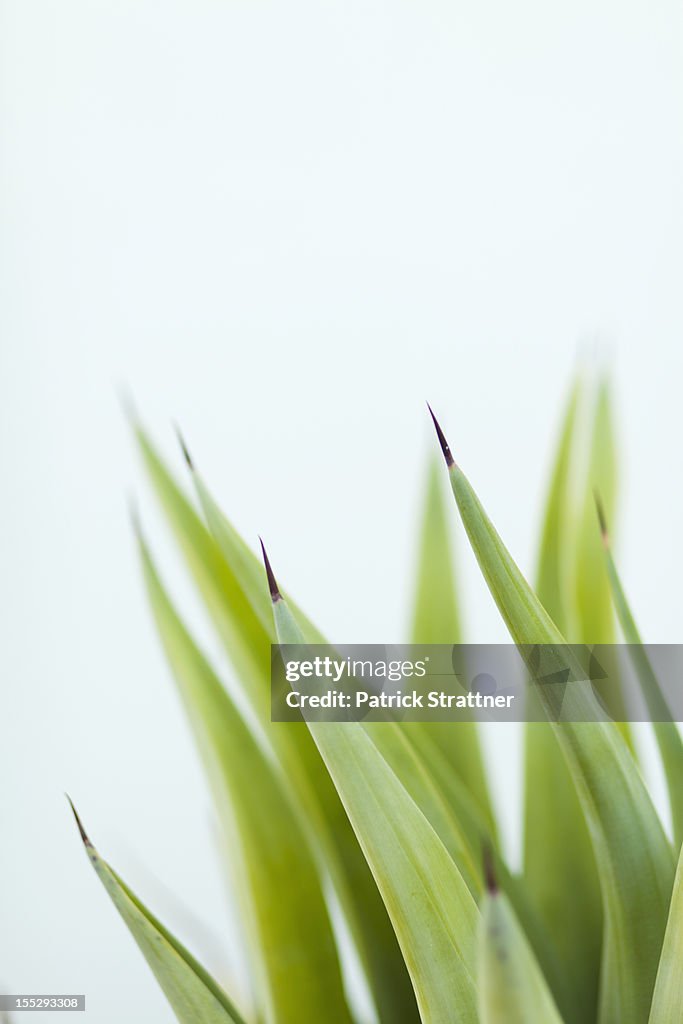 Browning tips of a potted plant
