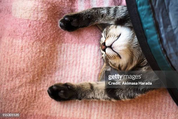 sleeping kitten - bed sheet top view stock pictures, royalty-free photos & images