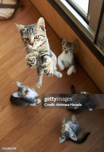 the cat which jumps in front of four cats - cat looking down stock pictures, royalty-free photos & images
