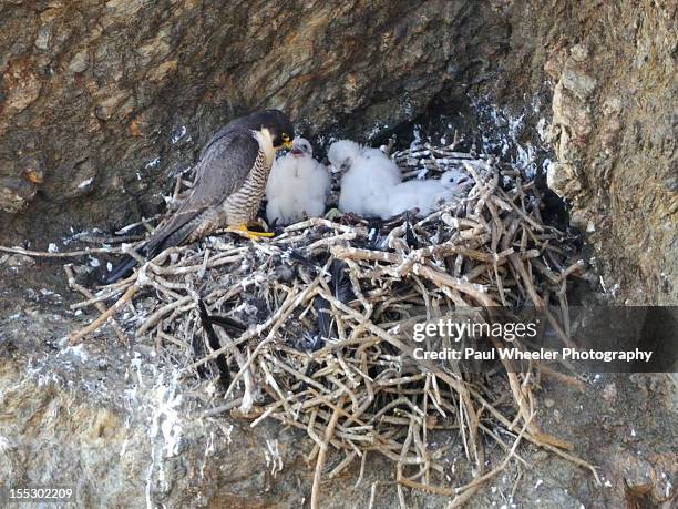 peregrine falcon with chicks - peregrine falcon nest uk stock pictures, royalty-free photos & images