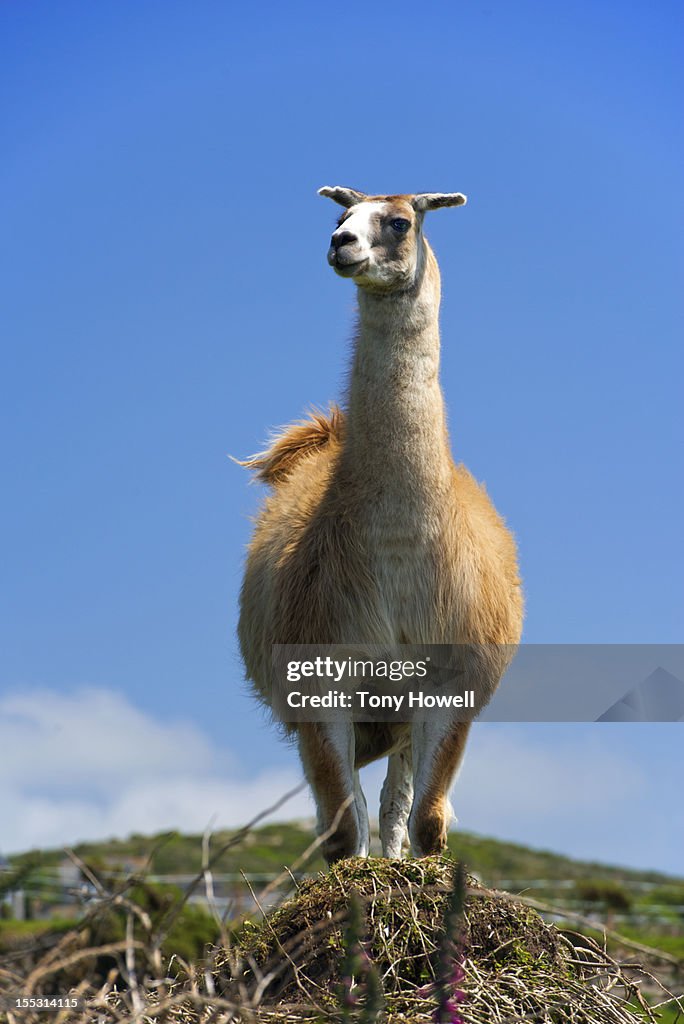 Llama against blue sky