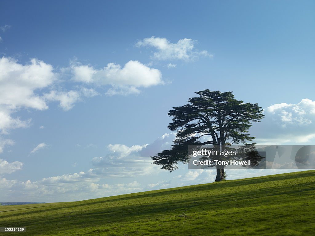 Cedar of Lebanon Tree