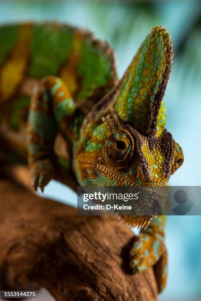 chameleon - reptile camouflage stock pictures, royalty-free photos & images
