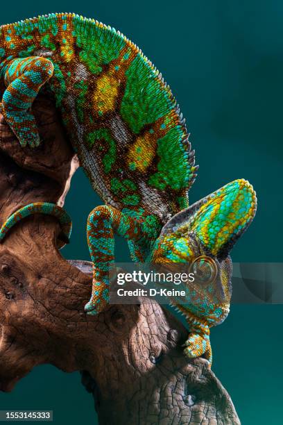 chameleon - reptile camouflage stock pictures, royalty-free photos & images