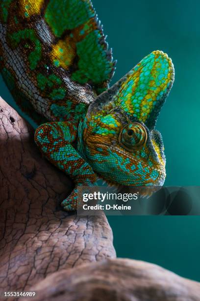 chameleon - reptile camouflage stock pictures, royalty-free photos & images