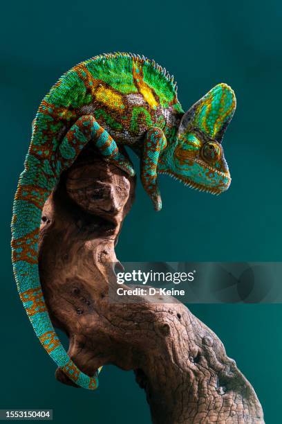 chameleon - chameleon stock pictures, royalty-free photos & images