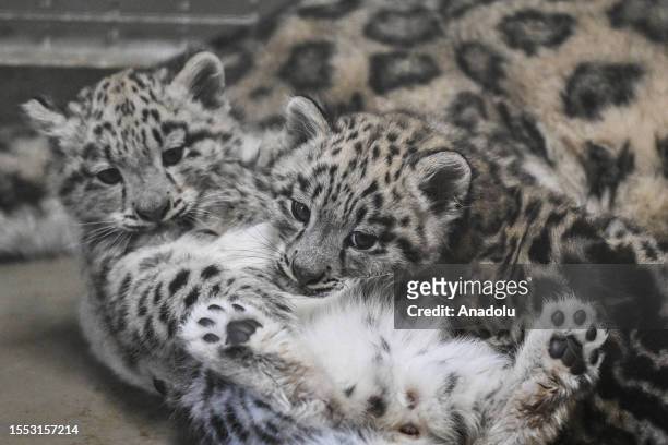 Two vulnerable newborn snow leopards, 2-months-old, play with their mother Natasja, 7-years-old, in their enclosure at Wroclaw Zoo, Wroclaw, Poland...