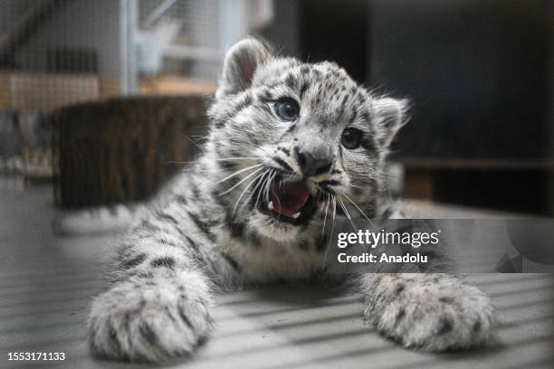 Vulnerable newborn snow leopard, 2-months-old, plays with her sister and their mother Natasja, 7-years-old, in their enclosure at Wroclaw Zoo,...