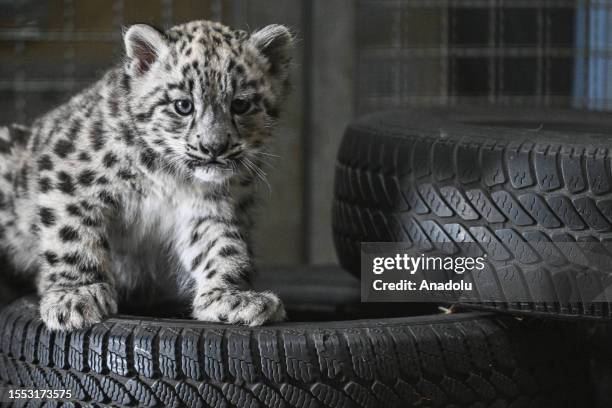 Vulnerable newborn snow leopard, 2-months-old, plays with her sister and their mother Natasja, 7-years-old, in their enclosure at Wroclaw Zoo,...
