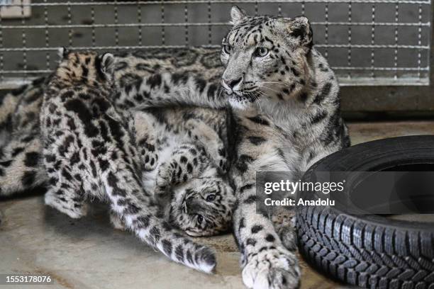 Two vulnerable newborn snow leopards, 2-months-old, lay down with their mother Natasja, 7-years-old, in their enclosure at Wroclaw Zoo, Wroclaw,...