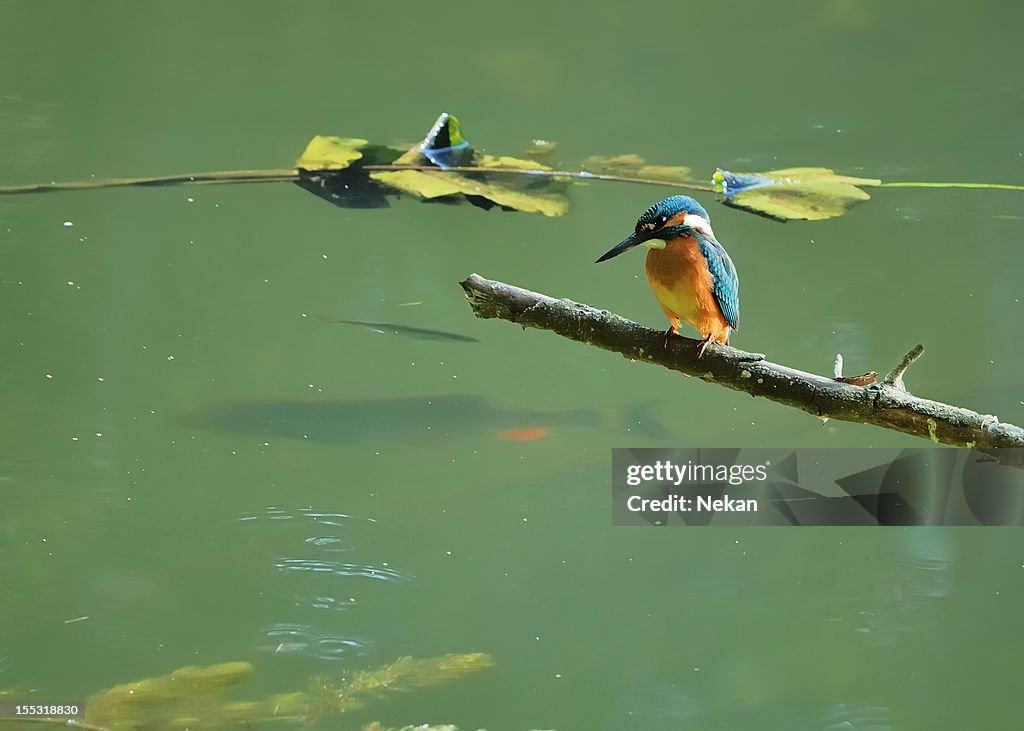 Kingfisher looking at fish (Alcedo atthis)