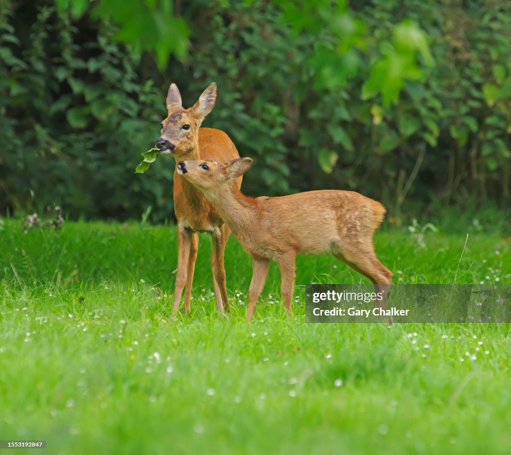 Roe Deer Capreolus Capreolus High-Res Stock Photo - Getty Images