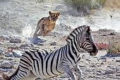 Lion hunting zebra