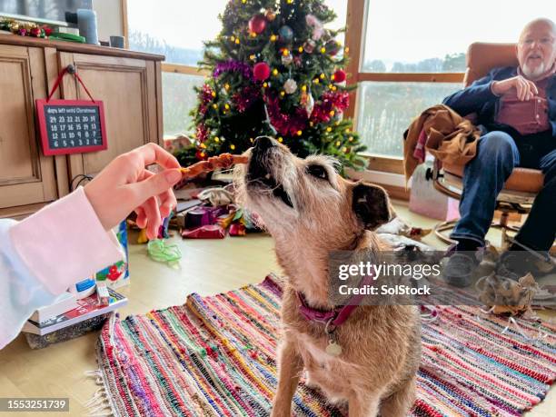 dog at christmas time eating a dog biscuit - dog biscuit stock pictures, royalty-free photos & images