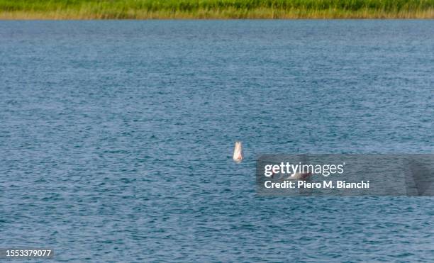 villasimius - cagliari flamingos stock pictures, royalty-free photos & images