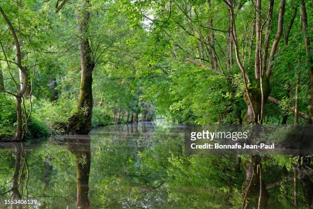 the marsh of poitou and the reflection of the trees on the surface of the canal - erle stock-fotos und bilder