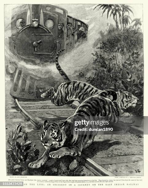 tigers on the line, train journey on the east indian railway, 1895, 19th century - history and progress of the steam engine stock illustrations