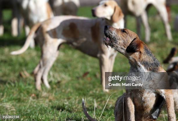 Hound from the Duke of Beaufort's Hunt barks as they attend the opening meet of the season at Worcester Lodge on November 3, 2012 near Badminton,...