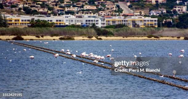 cagliari - cagliari flamingos stock pictures, royalty-free photos & images