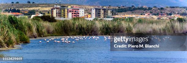 cagliari - cagliari flamingos stock pictures, royalty-free photos & images