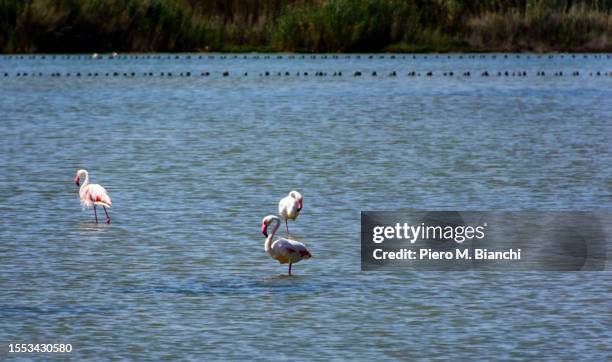 cagliari - cagliari flamingos stock pictures, royalty-free photos & images