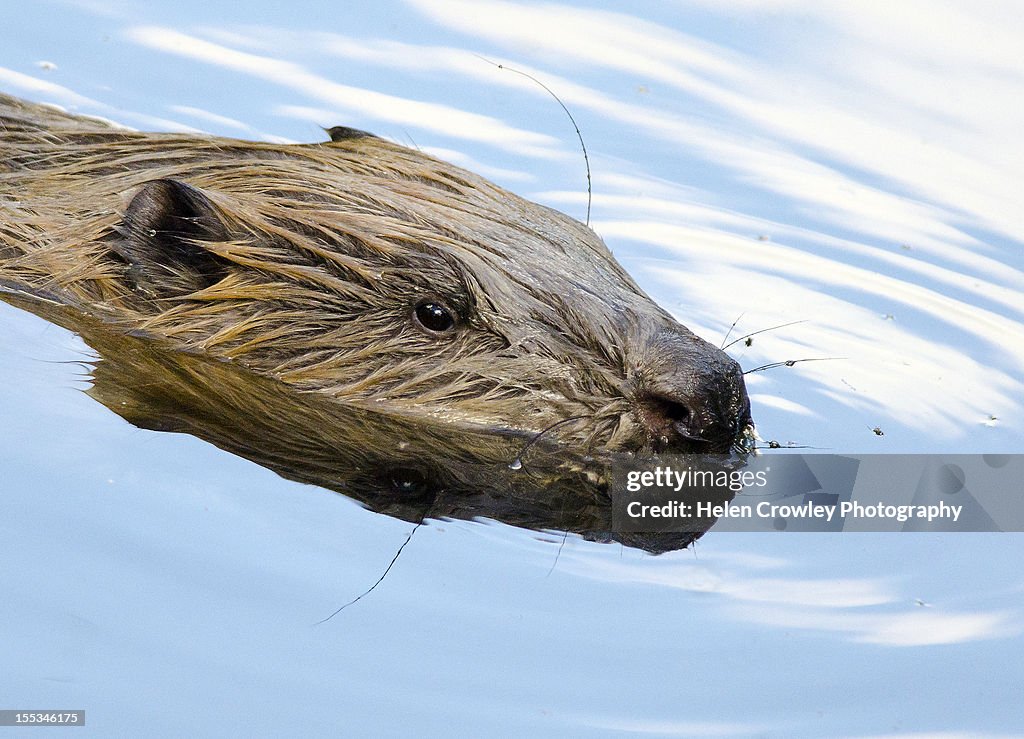 Beaver