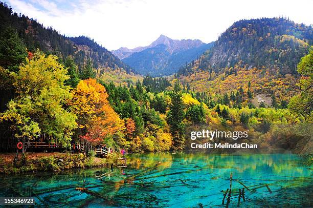 lake with trees - jiuzhaigou imagens e fotografias de stock