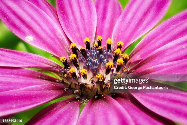 flower extreme close-up - inzoomen stockfoto's en -beelden