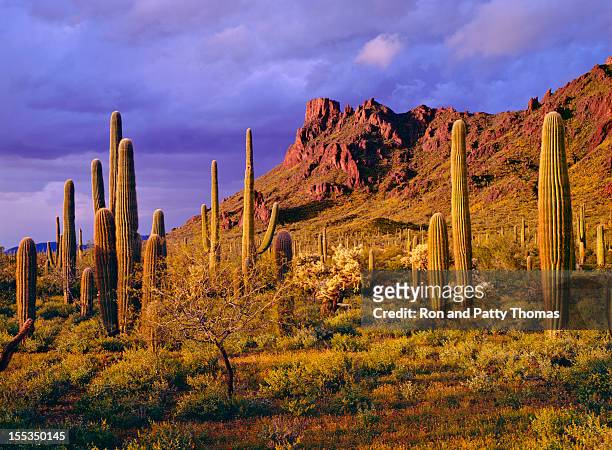 organ pipe cactus national monument - phoenix arizona stock-fotos und bilder