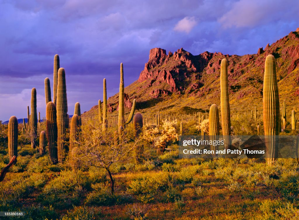 Organ Pipe Cactus National Monument