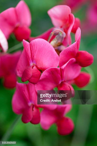 sweet pea flowers - sweet peas stock pictures, royalty-free photos & images