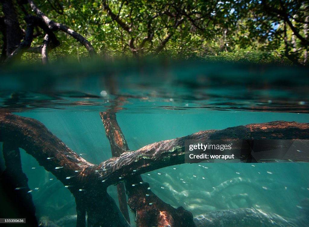 Mangrove forest