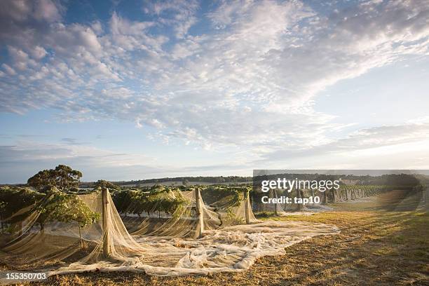 majestic winery - netting stock pictures, royalty-free photos & images