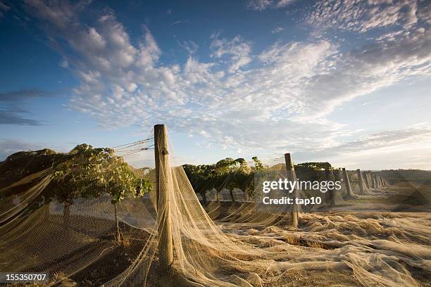 vineyard morgen - vineyard australia stock-fotos und bilder