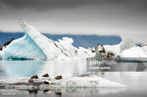 jökulsarlon, iceland - breidamerkurjokull glacier stockfoto's en -beelden
