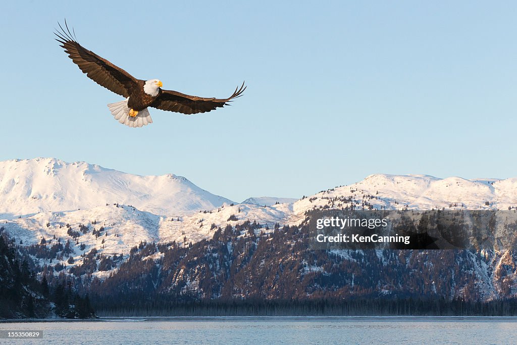 Weißkopfseeadler und schneebedeckte Berge