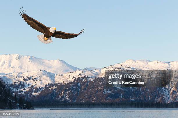 weißkopfseeadler und schneebedeckte berge - bald eagle stock-fotos und bilder