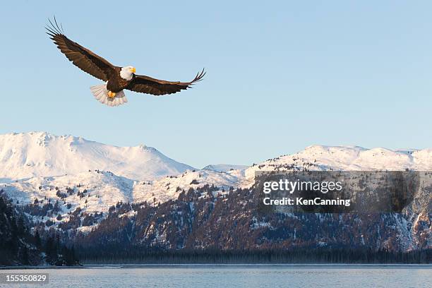 bald eagle and snow covered mountains - vithövdad havsörn bildbanksfoton och bilder