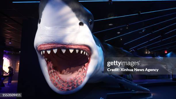 427 Megalodon Images Stock Photos, High-Res Pictures, and Images