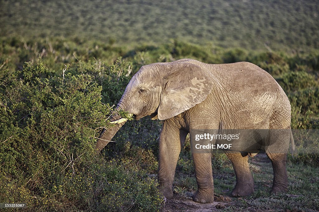 African Elephant Grazing