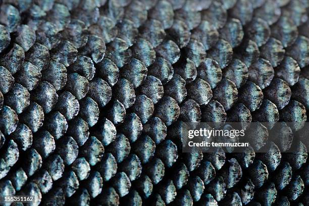 salmão - escama de animal imagens e fotografias de stock