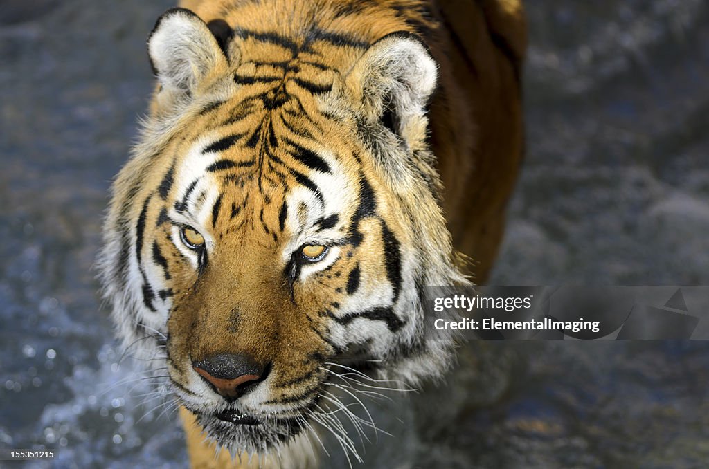 Bengal Tiger (Panthera tigris tigris) Portrait