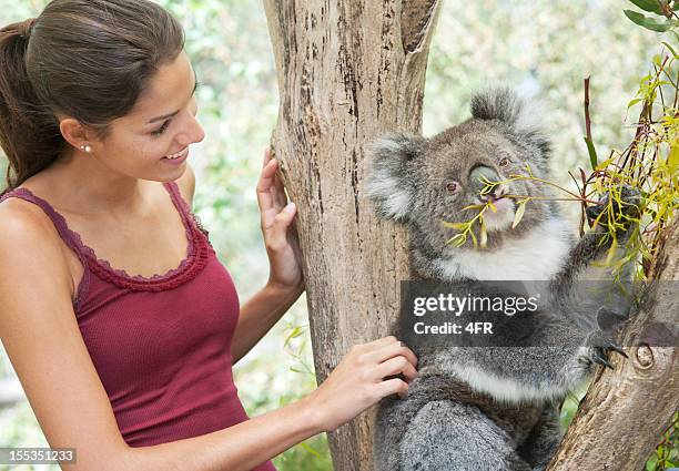 mädchen mit einem koala im wildlife (xxxl - koala eating stock-fotos und bilder